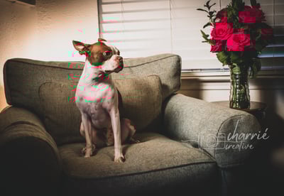 small white & brown dog sits on sofa seat in low light beside a vase of red roses in vintage style