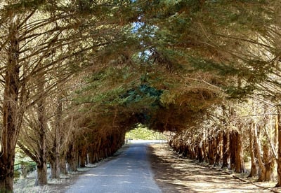 a road with trees and a road sign