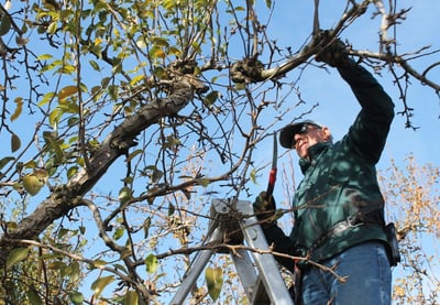 a man is standing on a ladder to reach a tree branch