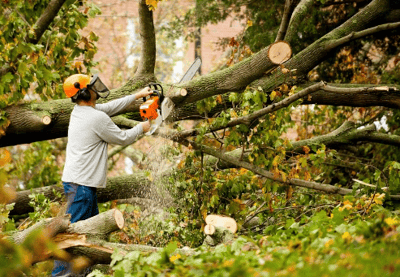 a man is cutting down a tree branch