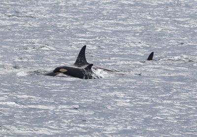 Killer whale calf in Andfjorden