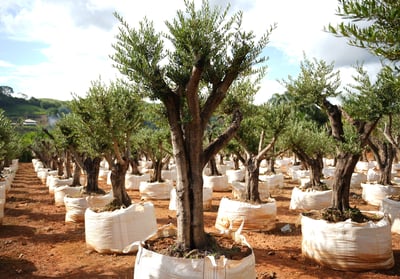 oliveiras centenarias voce encontra aqui na são paulo plantas - campinas sp e dona euzébia mg