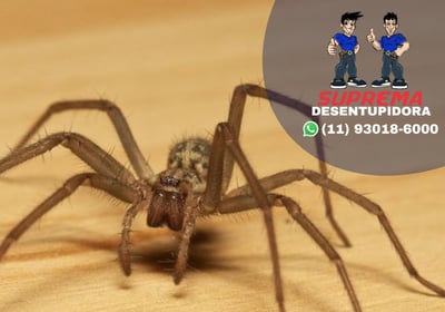 controle de aranhas
