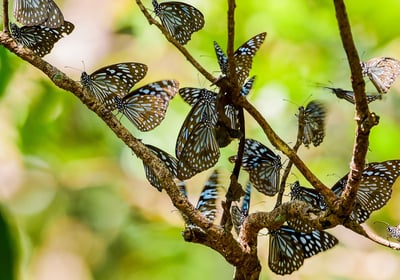 Services regarding setting up butterfly garden, organic farming and sustainable farming practices.