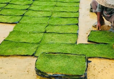 Japanese Grass 