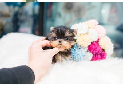 Dogs & Puppies for sale SA - South Africa