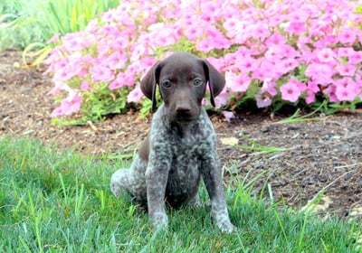 Puppies for Sale 