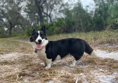 a dog standing in the grass with a dog