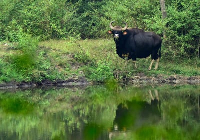 Services in Wildlife conservation, man-animal conflict, climate change, ecology and taxonomy.