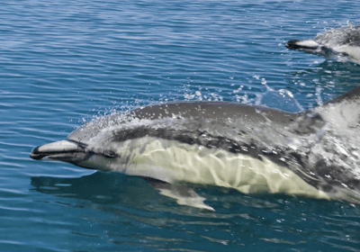 avistaje de delfines