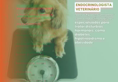 Endocrinologia Veterinária é na Lucky Vet, Pet Shop e Clínica Vererinária na Zona Norte de São Paulo