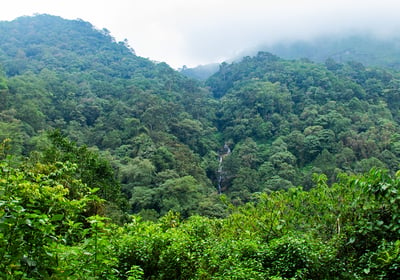 Tropical forest from the Western ghats mountain ranges in Kerala. Biodiversity assessment, wildlife conservation, taxonomy