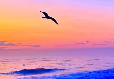 a bird flying over the ocean at sunset