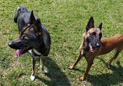 Zwei Hunde in Bewegung, individuelles Hundetraining für gezielte Verhaltensverbesserung