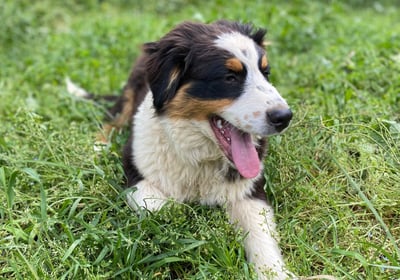 chien en pension chez nanette près d'ales