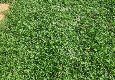 cow grass murah malaysia