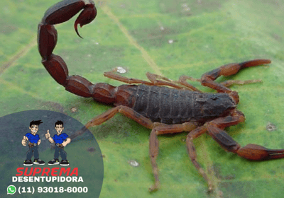 escorpião