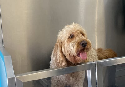 Photo de chien dans le dog wash