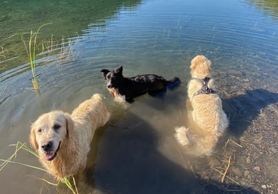 trois chiens en balade en pension chez nanette
