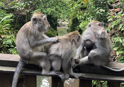 two monkeys sitting on a wooden fence