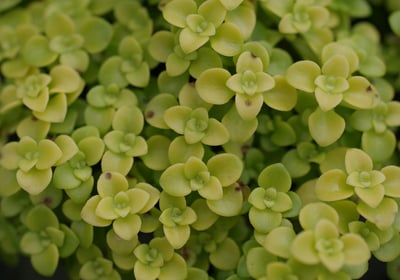 Brahmi