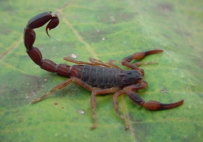 escorpião