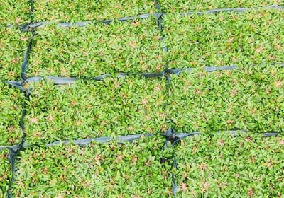 pearl grass rumput mutiara