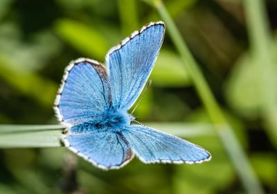 Photo d'un papillon bleu posé sur un brin d'herbe