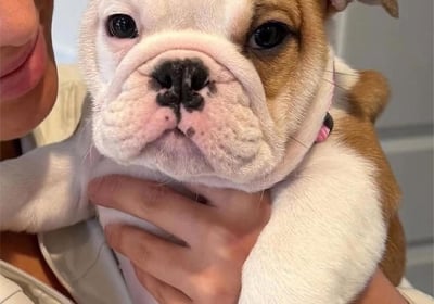 Englishbulldog
