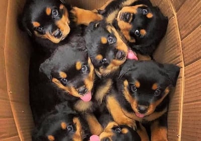 Rottweiler