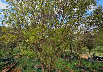jaboticabas produzindo voce encontra aqui na são paulo plantas - campinas sp e dona euzébia mg