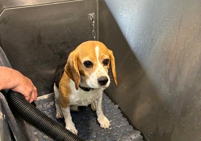 Photo de chien dans le dog wash
