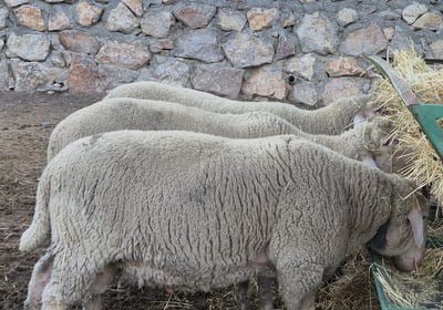 Balıkesir Merinolandshaft koç