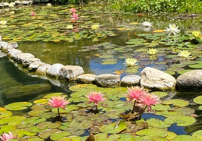 Stones and lily pads with flowers in a pond 