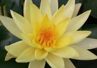 yellow lily flower