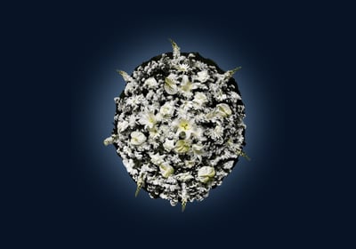 imagem mostra uma coroa de flores luxo vendida pelo cemitério araçá são paulo