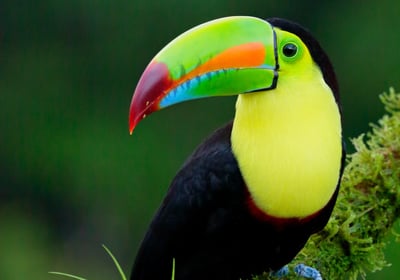 Preservación de ecosistemas para proteger las especies Tucan Picoverde