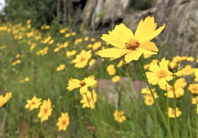 Wildflowers observed in Ontario by Environmental Consultants at Aster Environmental.