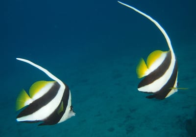 PADI Aware Fish ID Speciality course