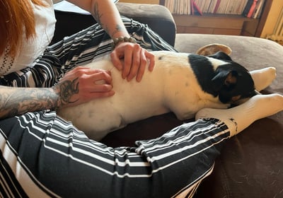 humain tatoué qui soigne avec ses mains un chien jack russel qui dort entre ses jambes