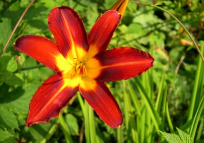 Foto Blüte rot-gelbe Taglilie