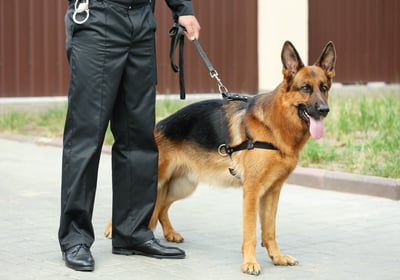Sécurité cynophile Maîtres-chiens formés pour surveiller, dissuader et intervenir efficacement.