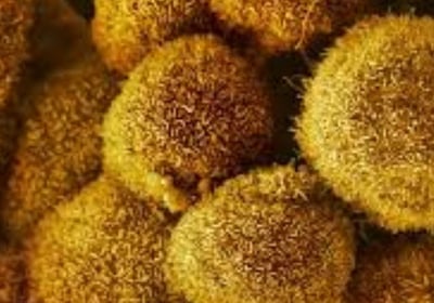 Curable Cancers And Effect Of Voluntary Fasting (4)