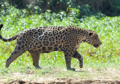 Jaguar Adventure Tour in Pantanal