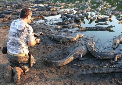 Wildlife at Brazilian Northern Pantanal