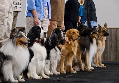 Groupe de chien en balade collective et en session d'éducation collective avec un éducateur canin