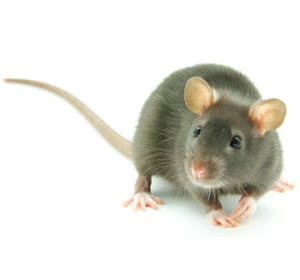 cara jebak tikus
