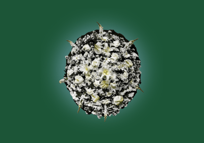 Imagem de coroa de flores B luxo branca do grupo maya do serviço funerário de são paulo