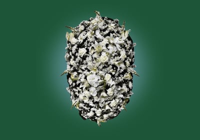 Imagem de coroa de flores Premium Orquídeas do grupo maya do serviço funerário de são paulo