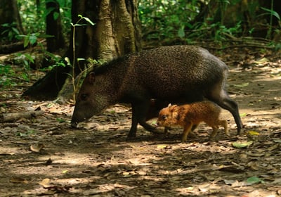a wild boar is shown in this image at Corcovado National Park